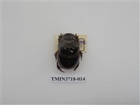 藏品(大黑糞蟲)的圖片